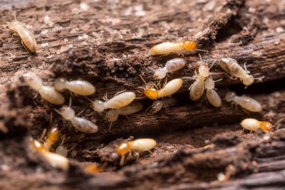 Formation diagnostic termites : la détection d’insectes xylophages et aussi le devoir de conseil